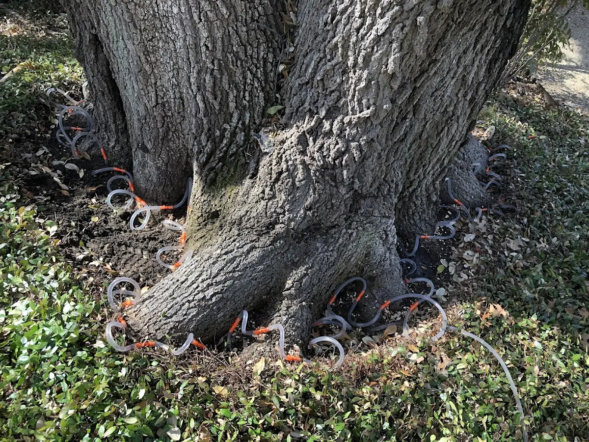 Detailed Tree Cabling and Bracing job site in Frisco