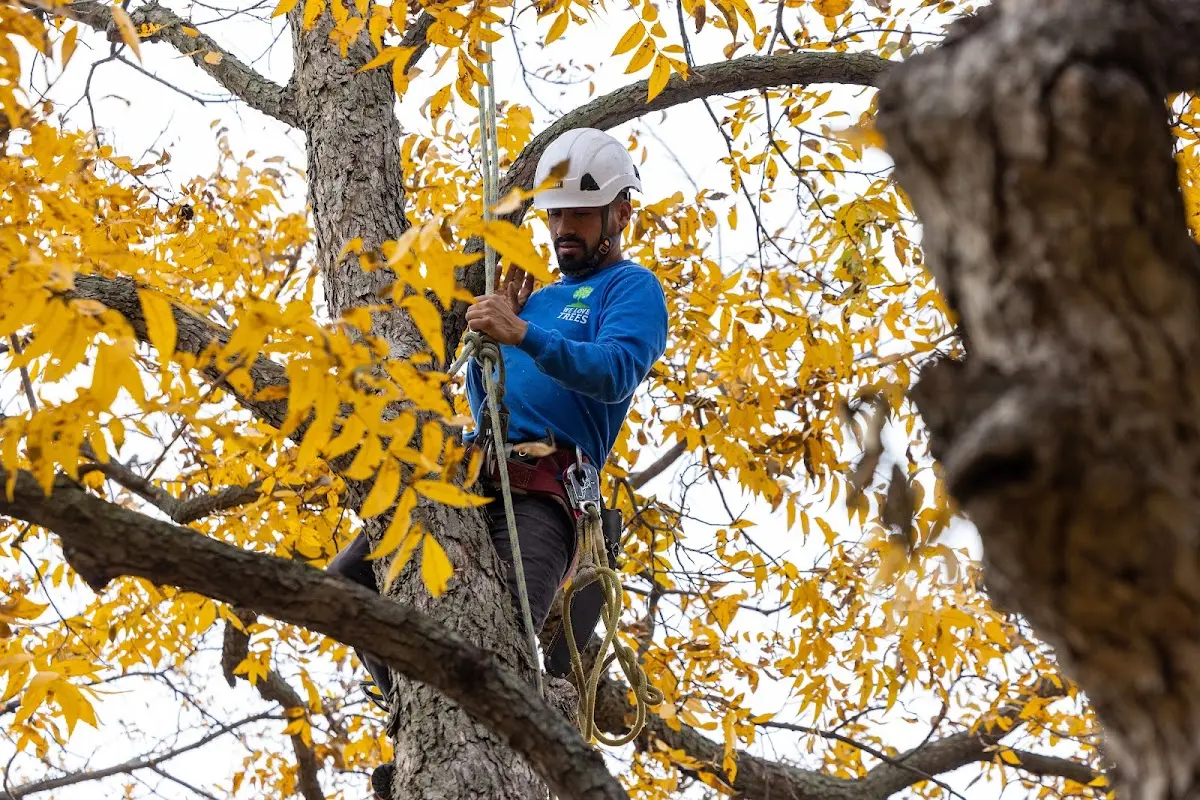 Skilled Tree Transplanting crew working in Frisco