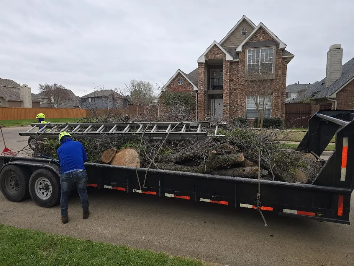 Expert Tree Pest Control with proper safety equipment in Frisco
